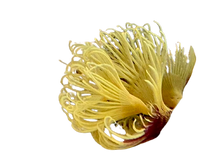Feather Dusters - Yellow
