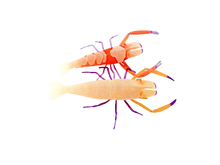 Emperor Shrimp