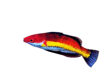 Naokoae Wrasse