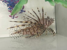 Noteworthy Fish 3