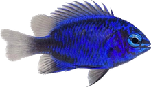 Springeri Damsel - Eats Flatworms