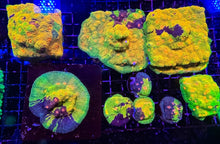 Crayola Meltdown Chalice with Black Frag