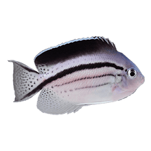 Lamarcks Angelfish L