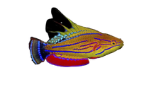 Carpenters Wrasse Super Male