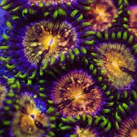 Nirvana Zoa Frag