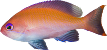 Common Anthia