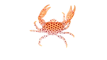 Polka Dot Acro Crab M 