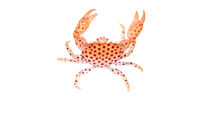 Polkdot Acro Crab M 