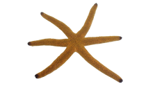 Orange Star - Easy to keep