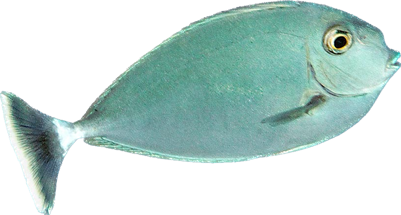Blue Unicorn Tang SM