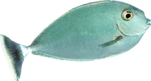Blue Unicorn Tang SM