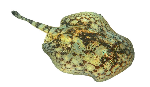 Yellow Stingray
