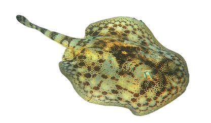 Yellow Stingray