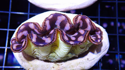 Gold Maxima Clam