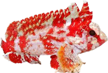 Pygmy Waspfish