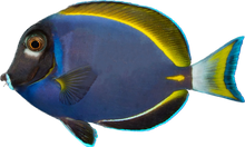 White Cheek/Powder Blue Hybrid L