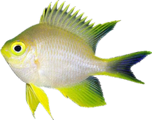Yellow Chromis
