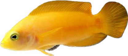 Yellow Dusky Dottyback