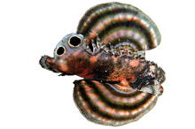 Fu Manchu Lionfish S