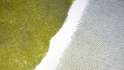 Tangalicious - Tang Diet Dual Blended Nori