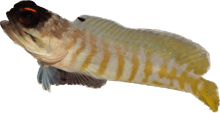 Black Cap Jawfish L