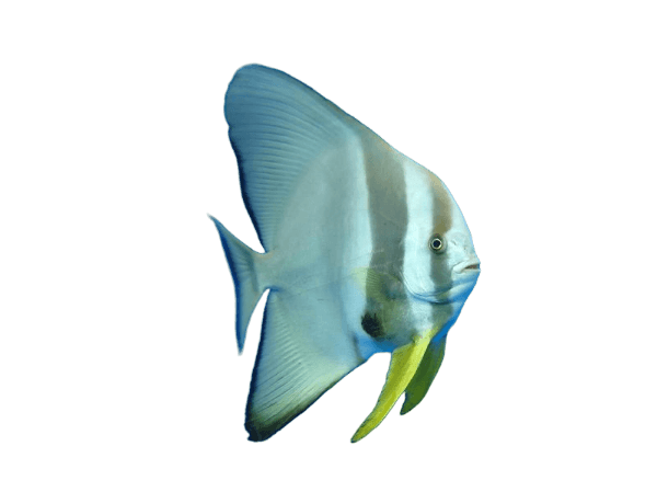 Longfin Batfish L