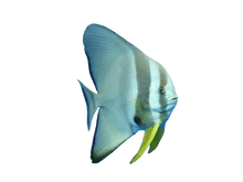 Longfin Batfish L