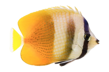 Sunburst Butterfly M