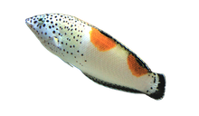 Twin Spot Wrasse