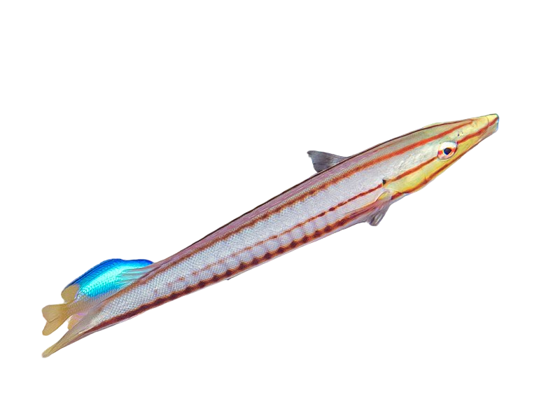 Candy Cane Wrasse