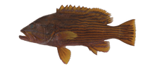 Polleni Grouper 