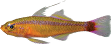 Blotchtail Pygmy Goby