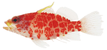 Dwarf Geometric Hawkfish