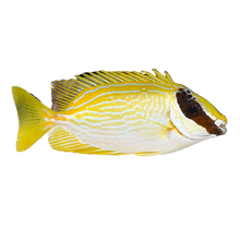 Masked Rabbitfish Small