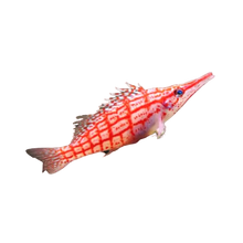 Long Nose Hawkfish SM