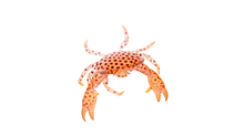 Polka Dot Acro Crab M 