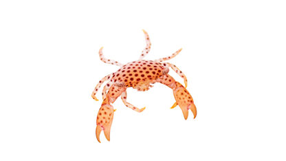 Polkdot Acro Crab M 