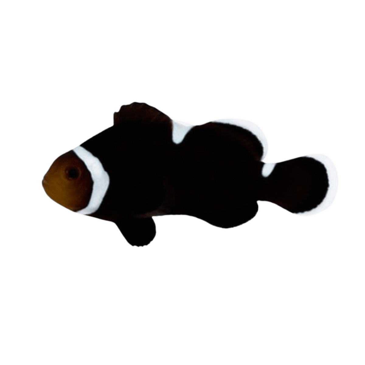 Extreme Darwin Misbar Clownfish