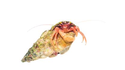 Red Zebra Hermit
