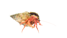 Red Zebra Hermit