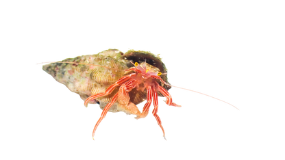 Red Zebra Hermit