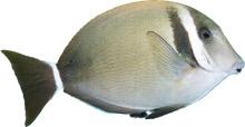 White Bar Tang