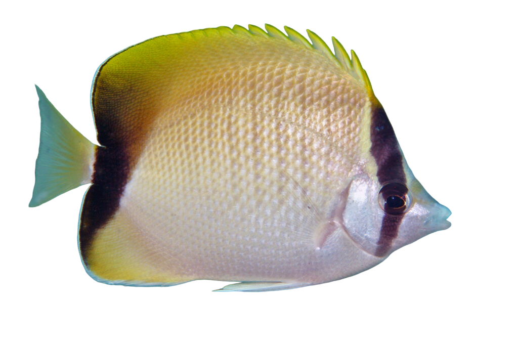 Reef Butterfly