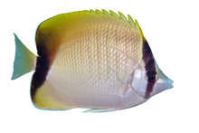 Reef Butterfly