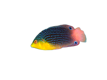 Yellowchest Twist Wrasse M