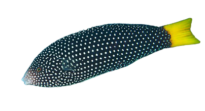 Yellow Tail Tamarin Wrasse