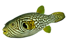 Reticulated Puffer