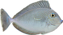 Vlamingii Tang SM