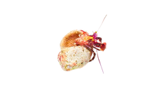 Purple Zebra Hermit