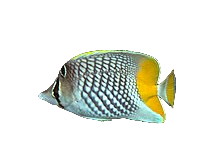 Pearlscale Butterfly 